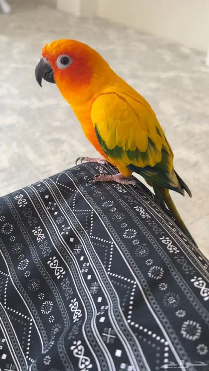 ببغاء صن كنيور اليف 3
