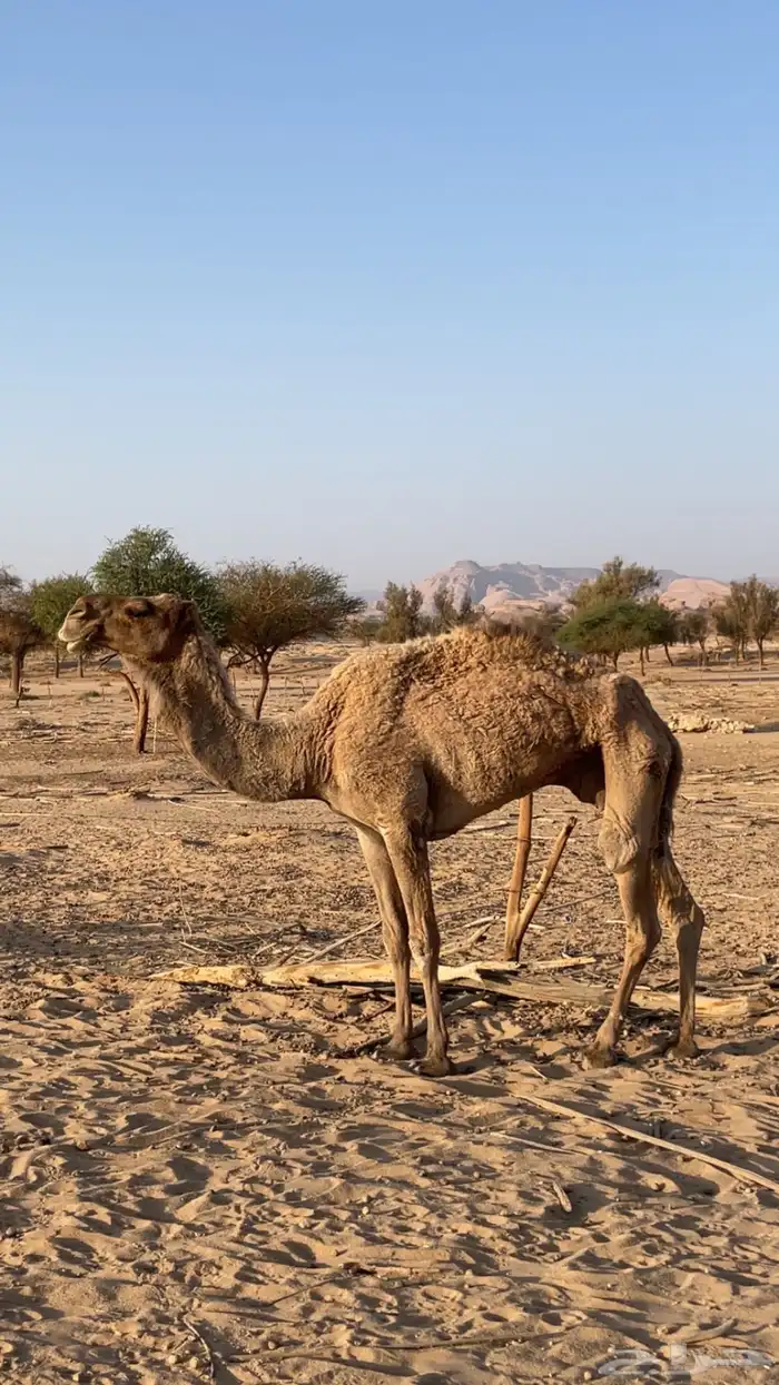 ناقه 0