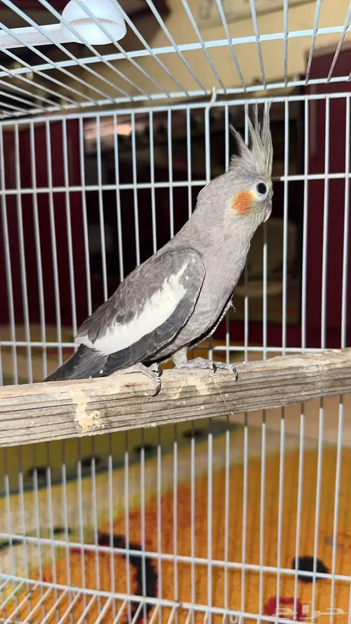 فرخ كراون فرخين روز 1