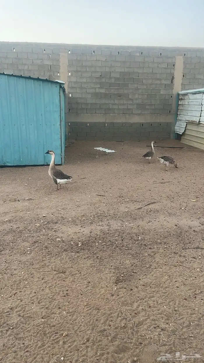 وز عراقي وبط 1