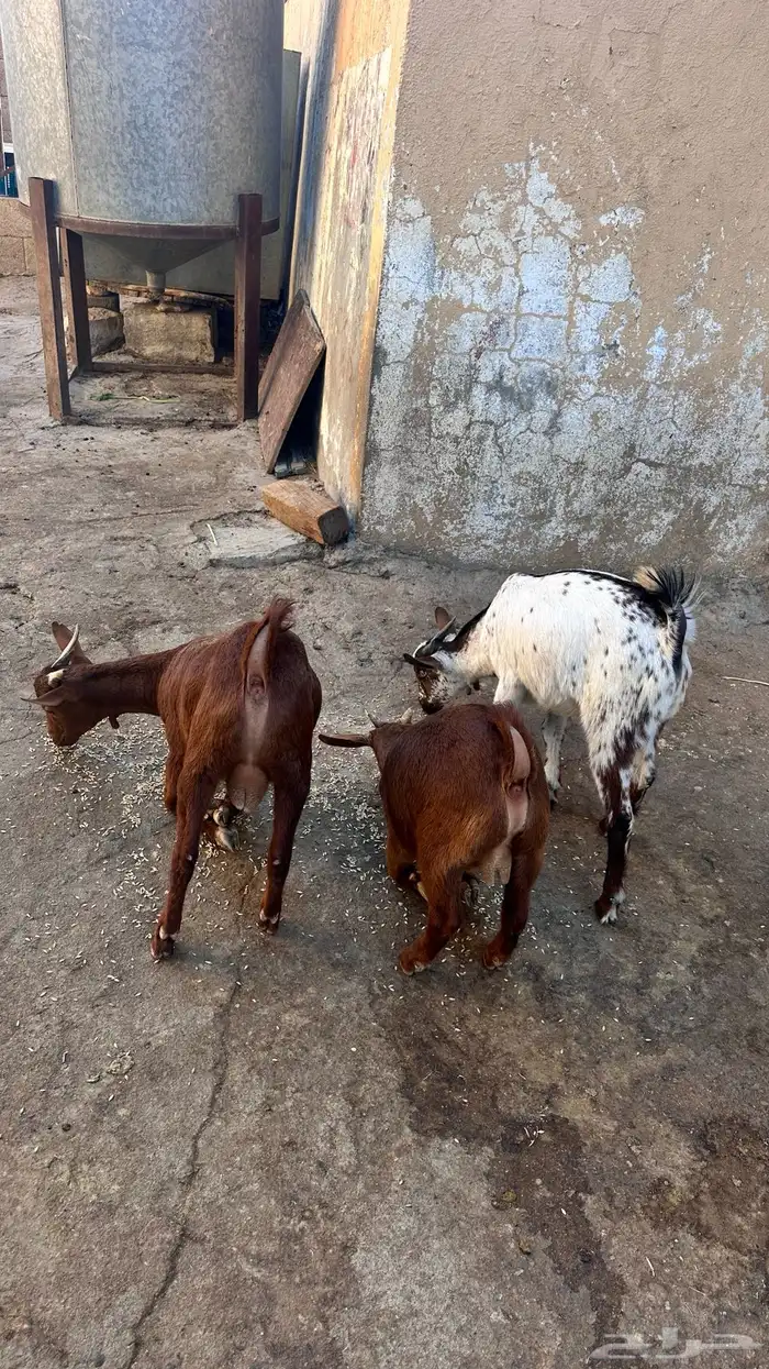 ثلاث تيوس للبيع 5