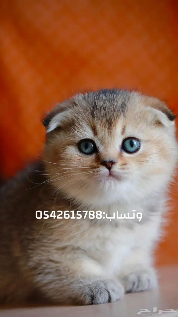 كتن سكوتش شامل تطعيمه و مستلزماته و توصيل مجاني 1