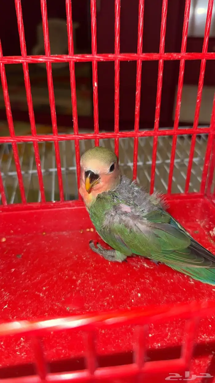 فرخ كراون فرخين روز 5