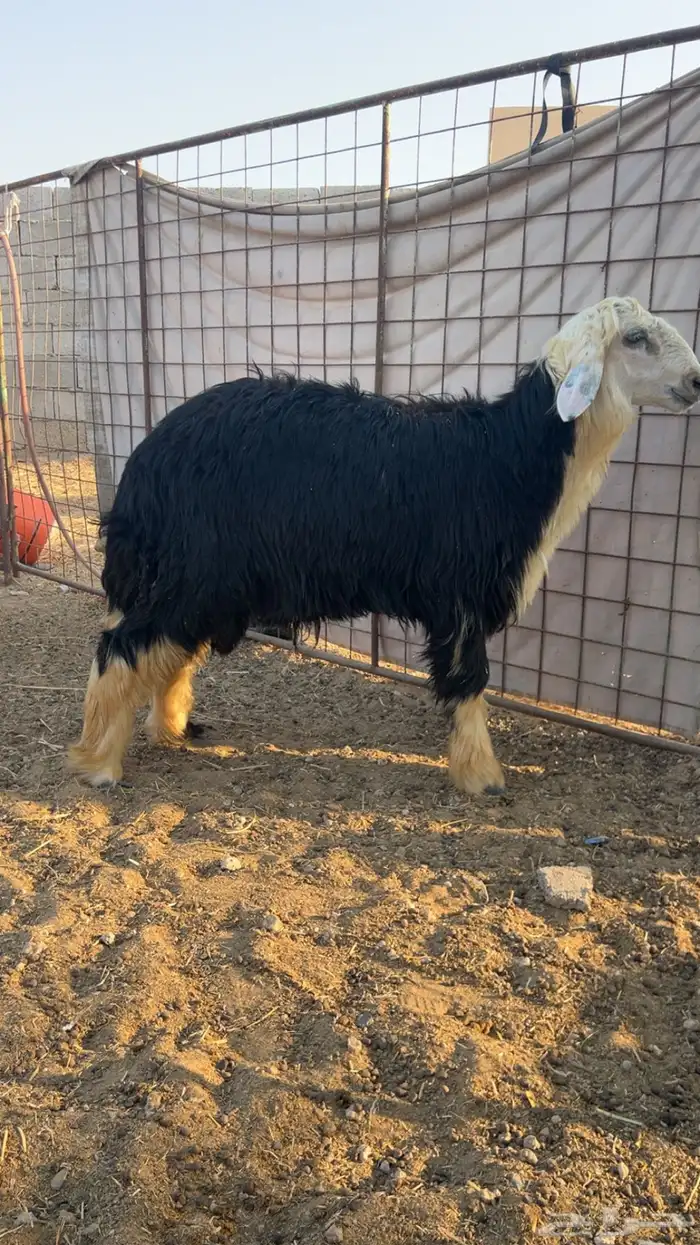 خرووف نجدي جذع ذبيحة 0