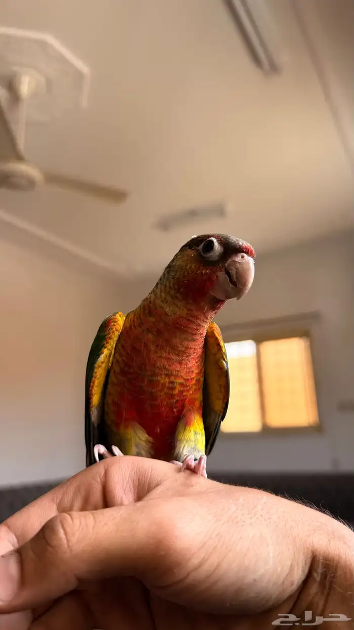 كنيور (تم البيع ) 2