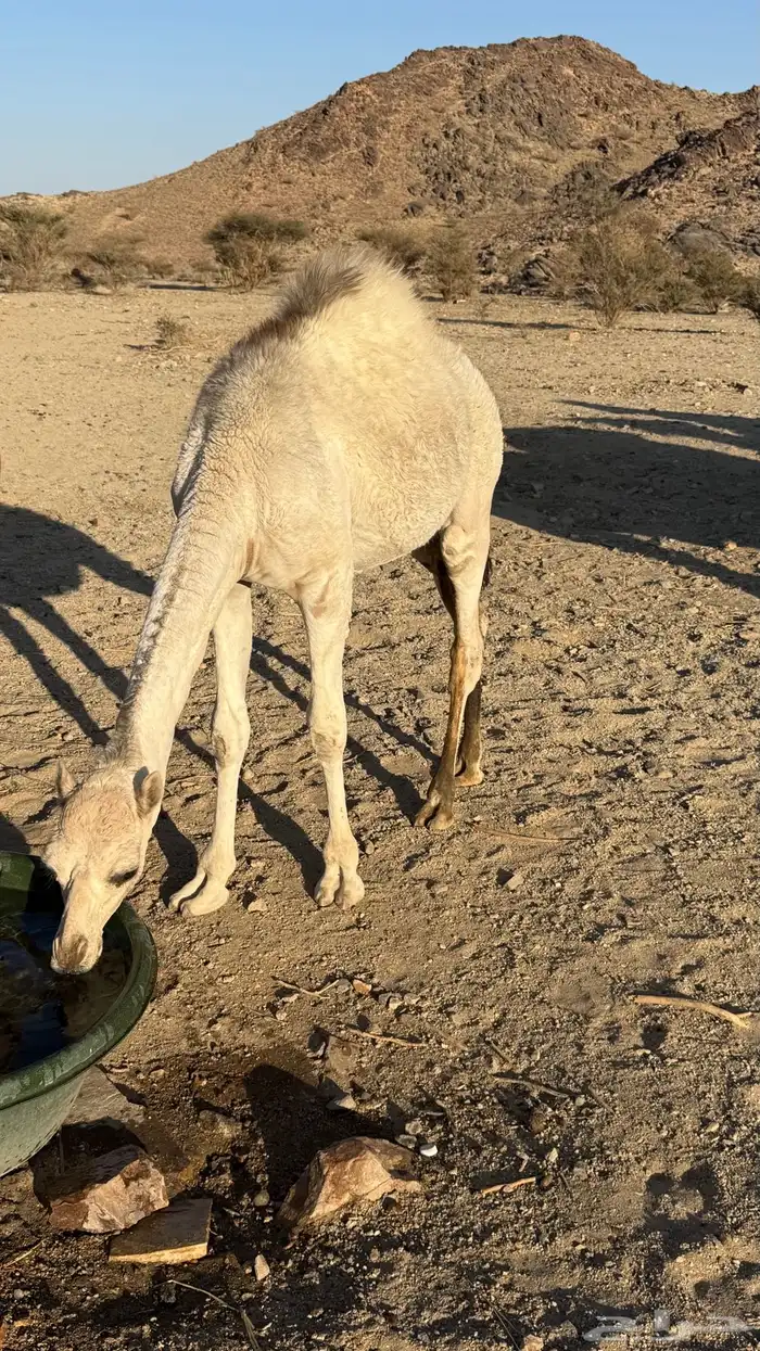 قعود للبيع 5