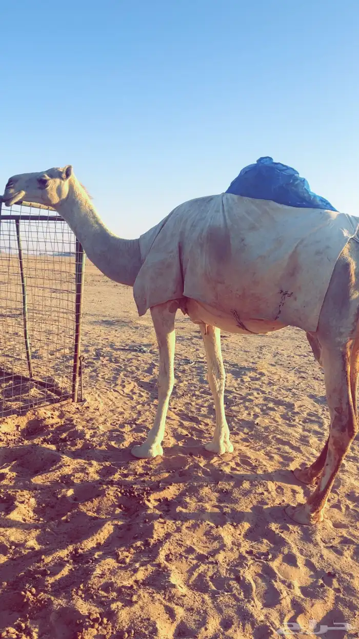 لقحات للبيع 0