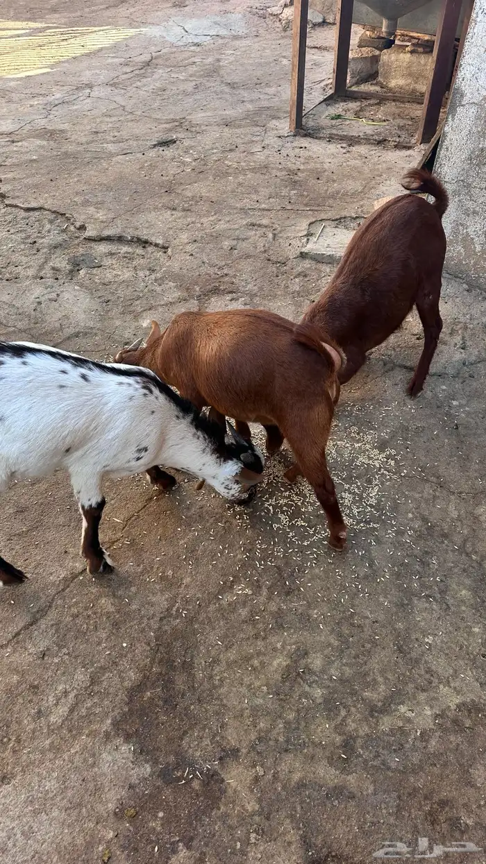 ثلاث تيوس للبيع 4