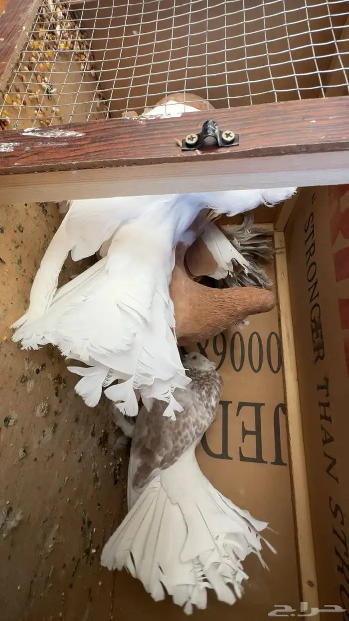 حمام رقاص هندي شماسي 3