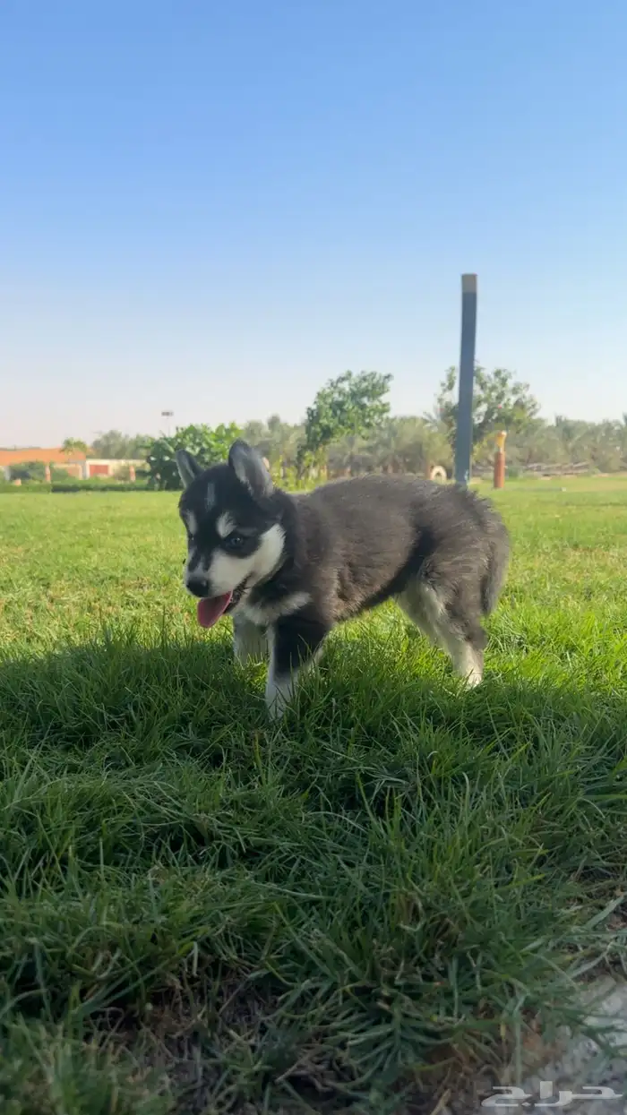 عدد (2) كلاب حراوه هاسكي ذكور العمر أسبوعين للبيع 1