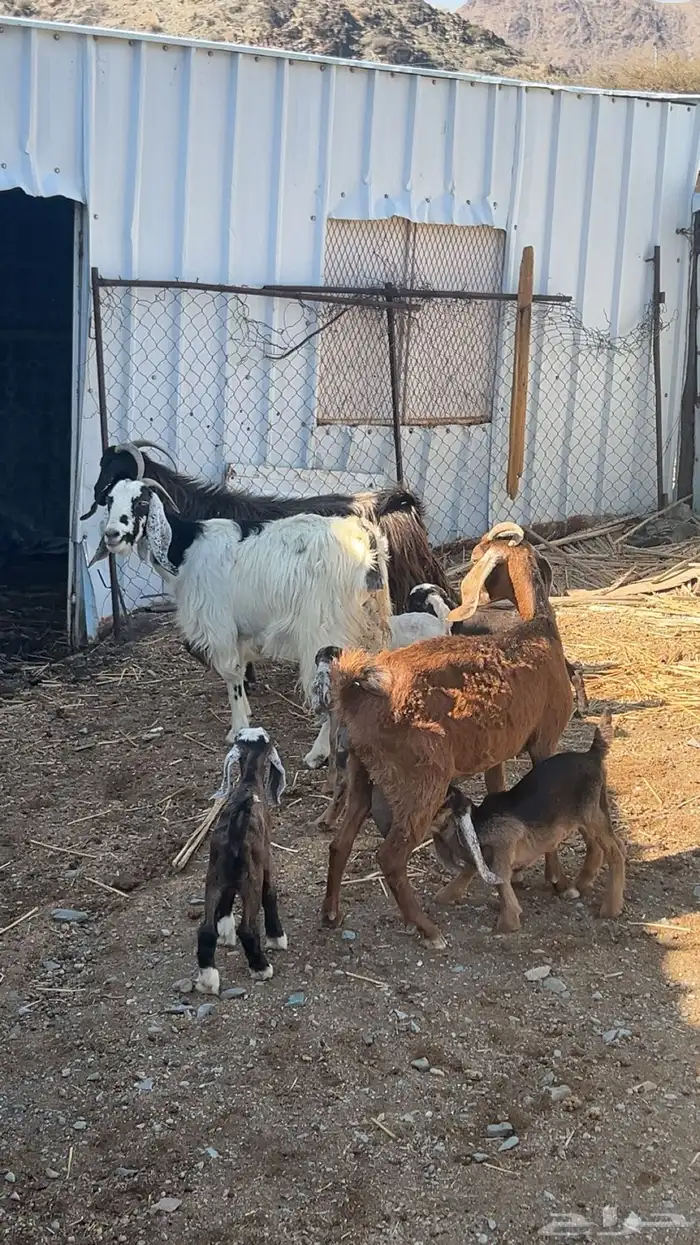 معزا مولده تم البيع 3