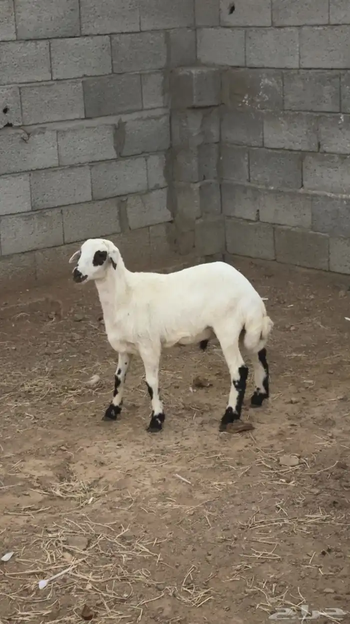 طلي ذبيحه حري (تم البيع ) 2