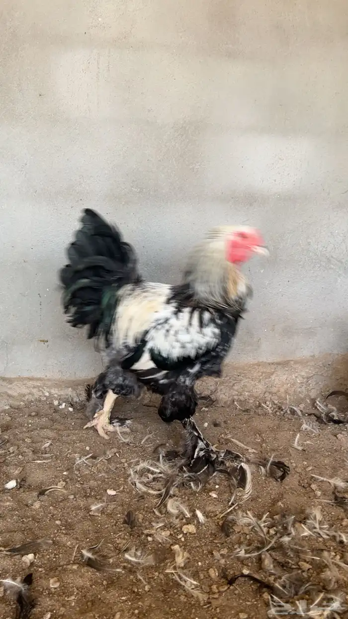 للبيع دجاج براهما اصل سلاله كونك 2