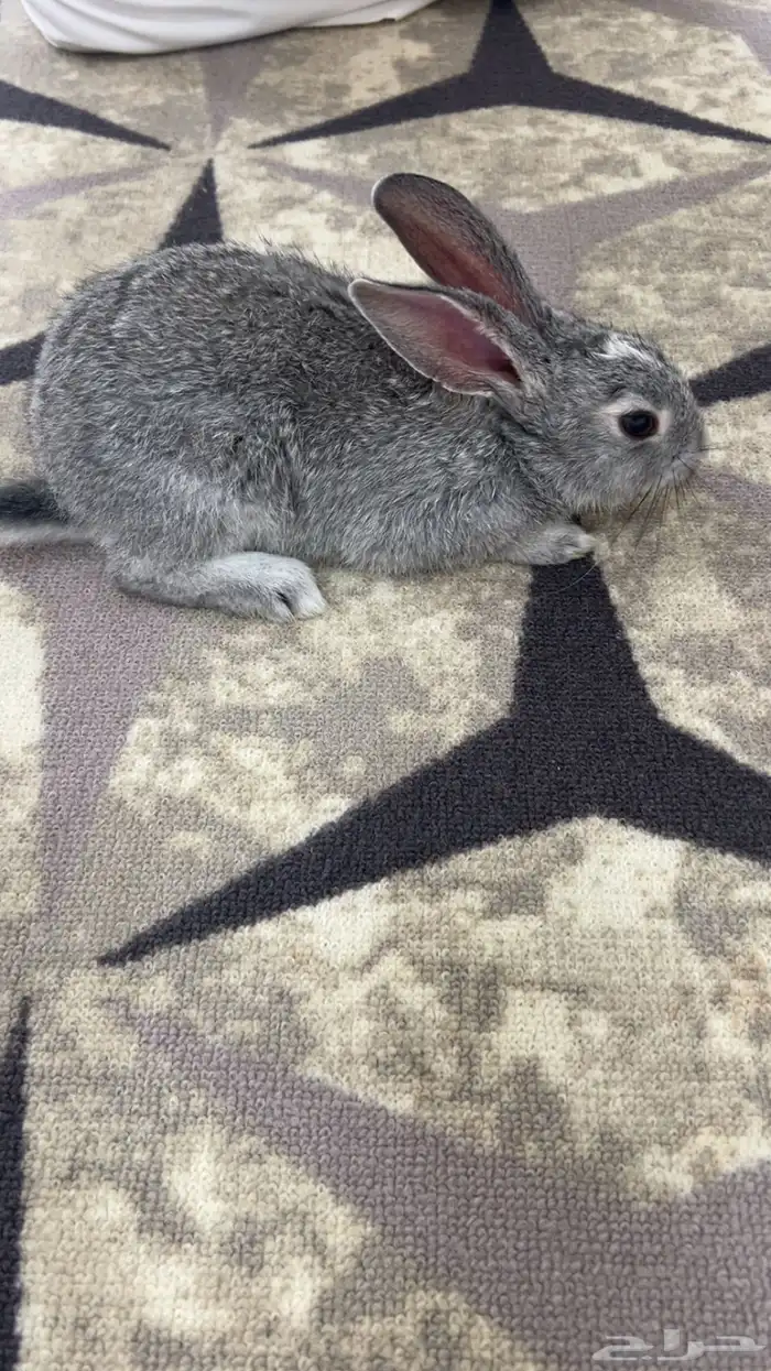 ارنب نظيف للبيع الصامل 0