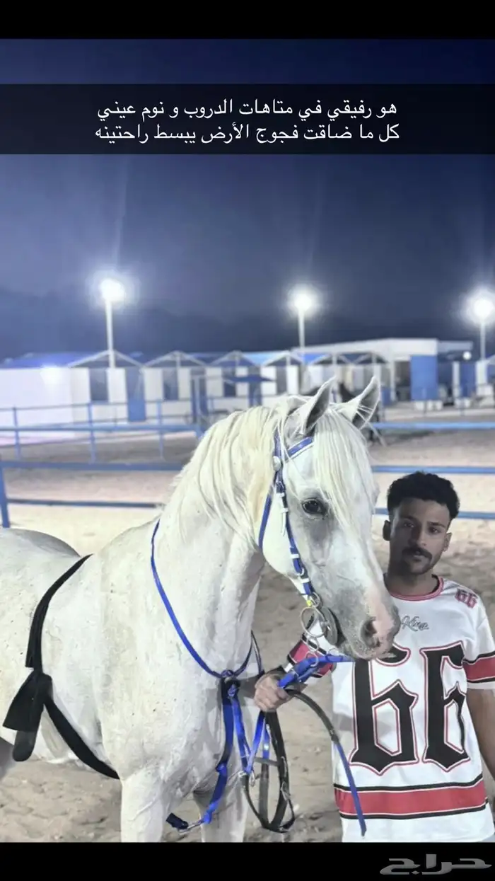 خيل عربي شعبي طرب 6