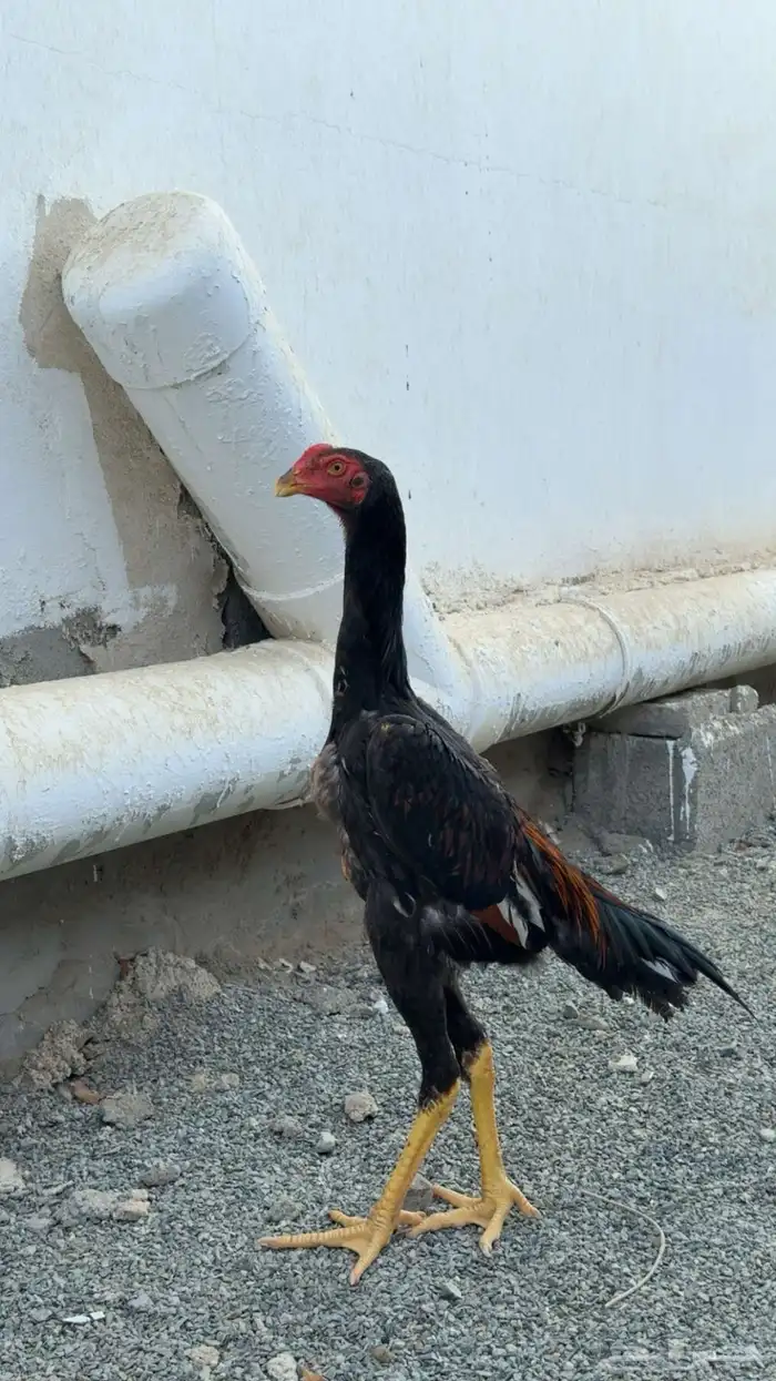 طقم شامو ياباني 0