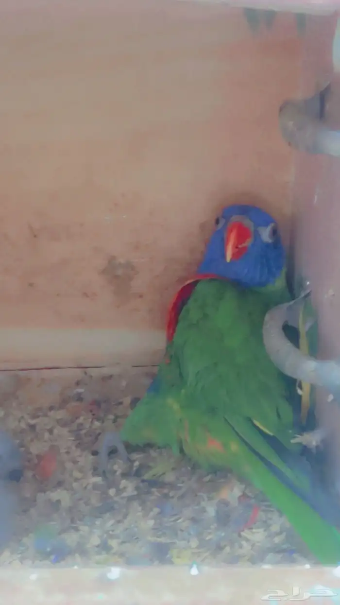 زوج لوري رمبو مع فرخين 3