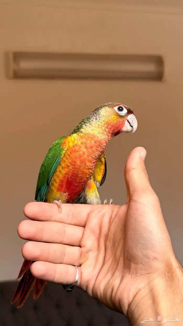 كنيور (تم البيع ) 1