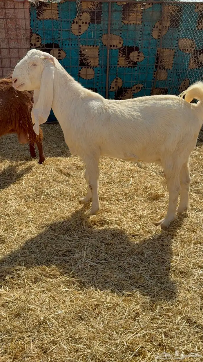 للبيع معزا مشاريك فاخره 4