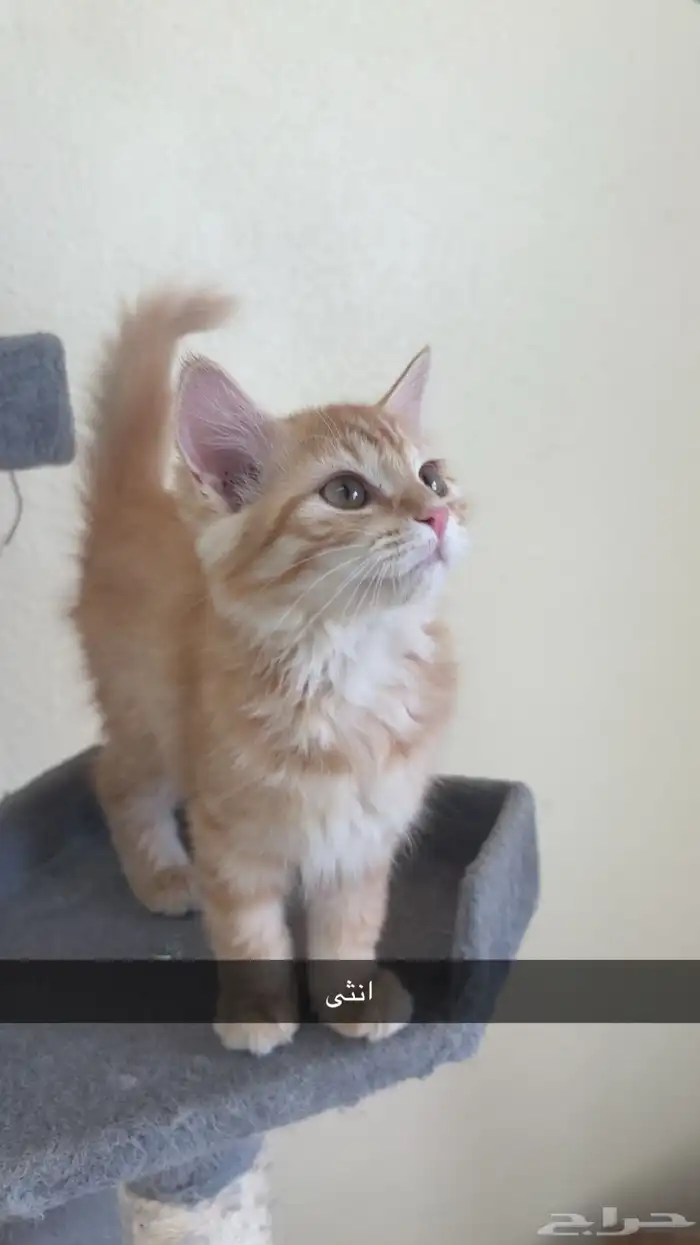 قطط شيرازية للبيع 4