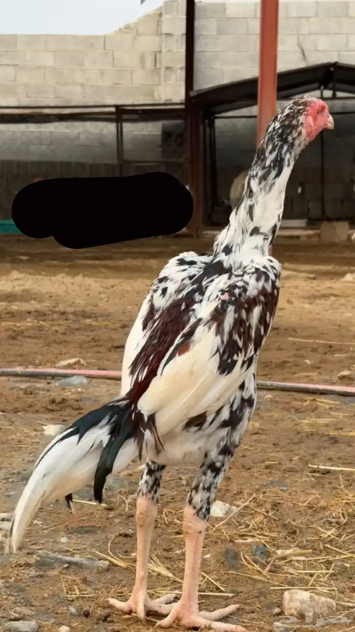 ديكين بكستاني اصيل 0