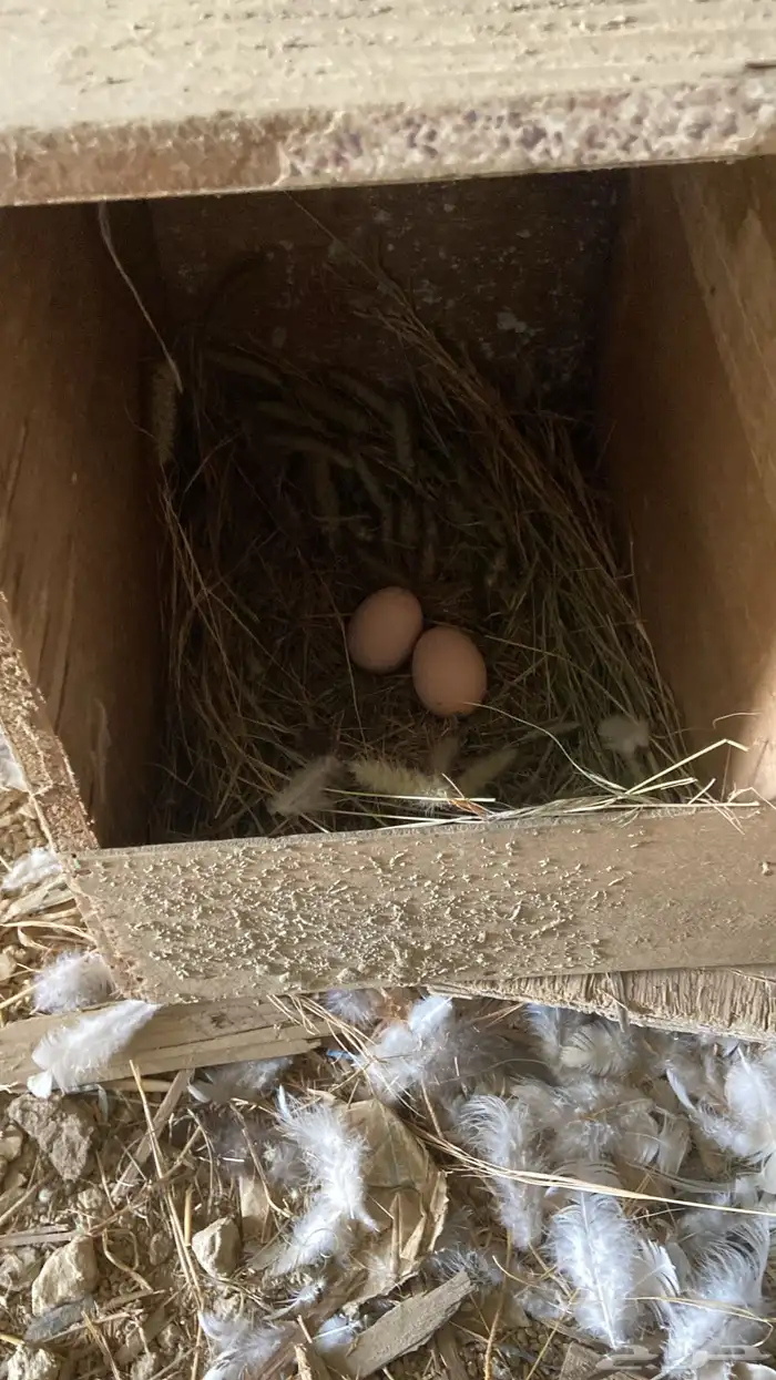 دجاج براهما فاخر 1