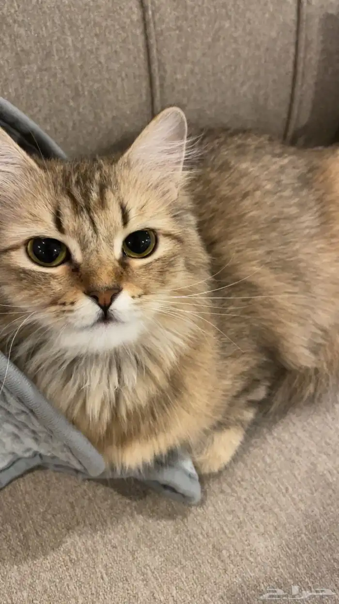 قطوه للتبني 0