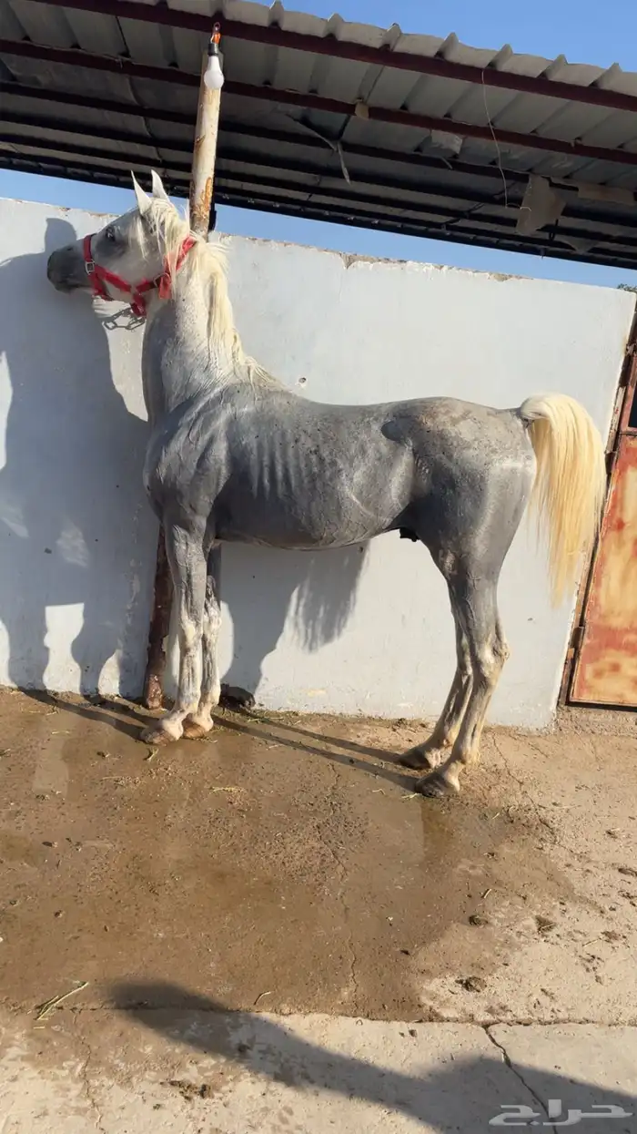 خيل عربي شعبي طرب 2