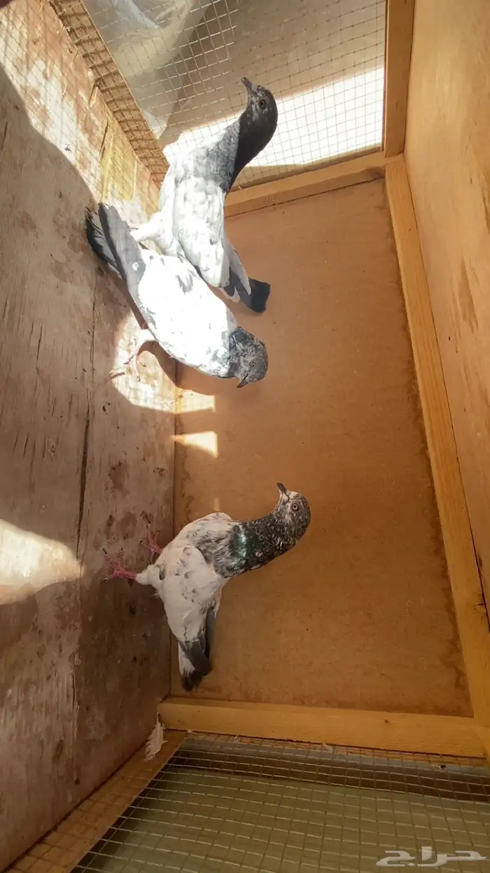 حمام باكستانيات 1