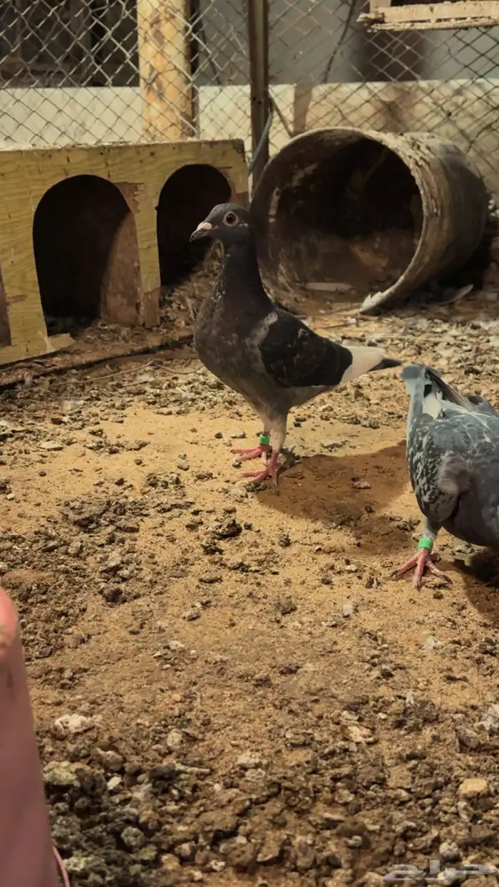 طبات زاجل سباق 3