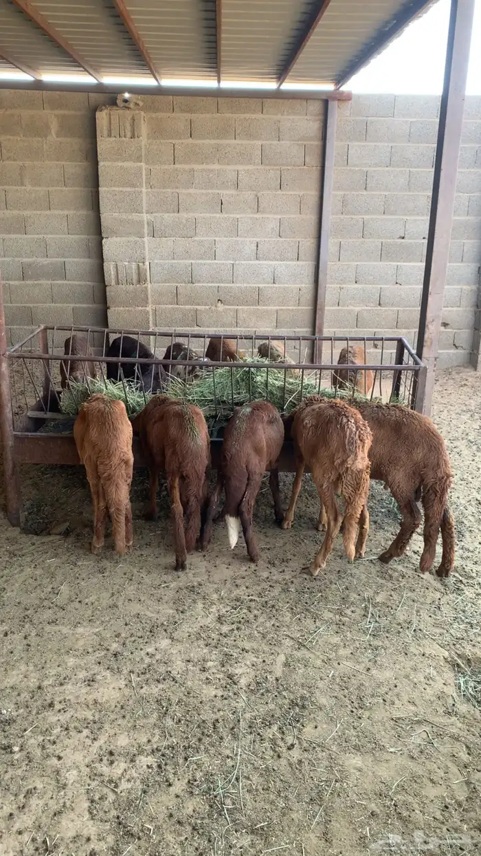 سواكل الجله غرب الرياض 1