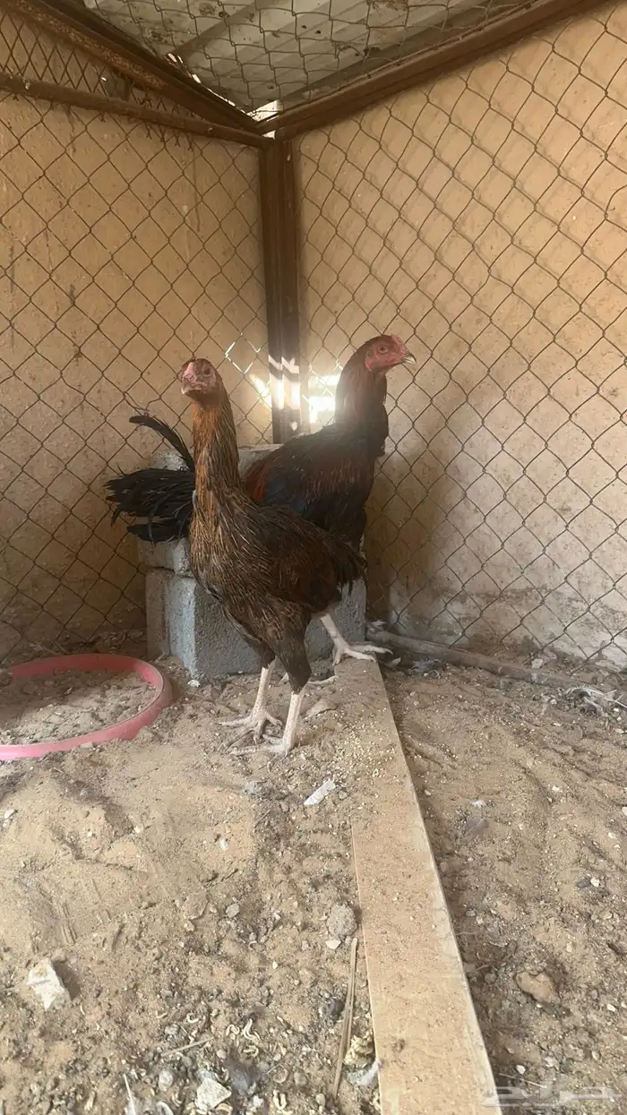 طقم دجاج فارسي 3