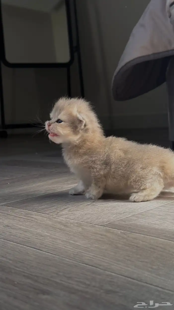 انتاج سكوتش مستوى قوي 4