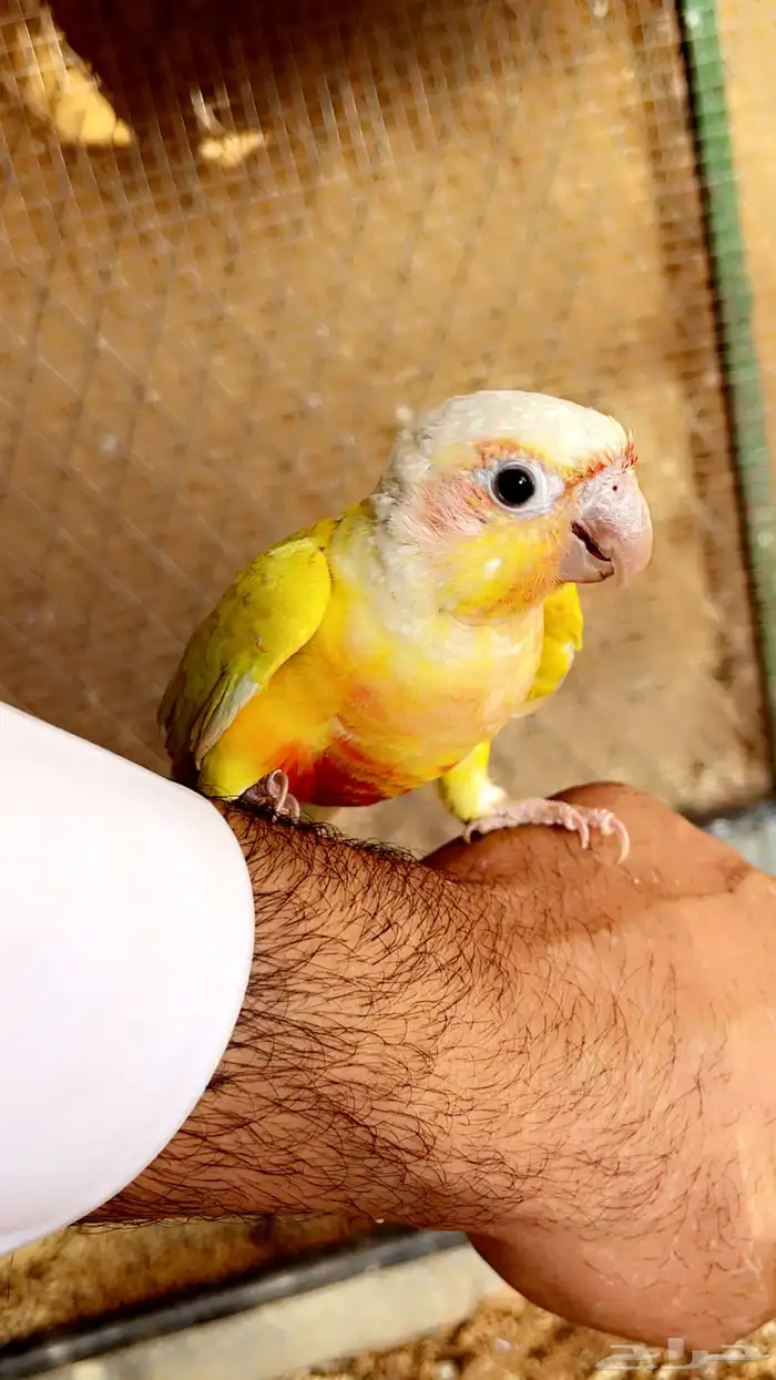 كنيور اليف 2