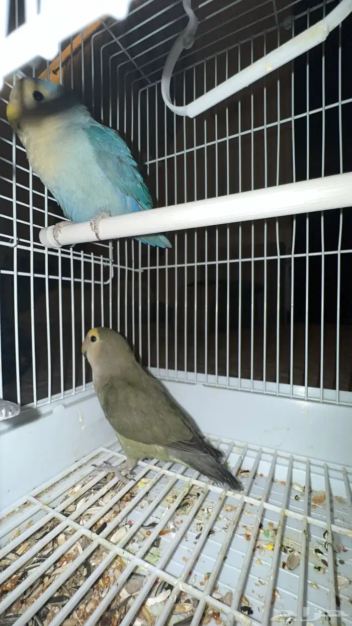 زوج طيور ببغاء روز 3