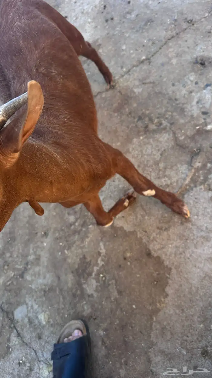 ثلاث تيوس للبيع 3