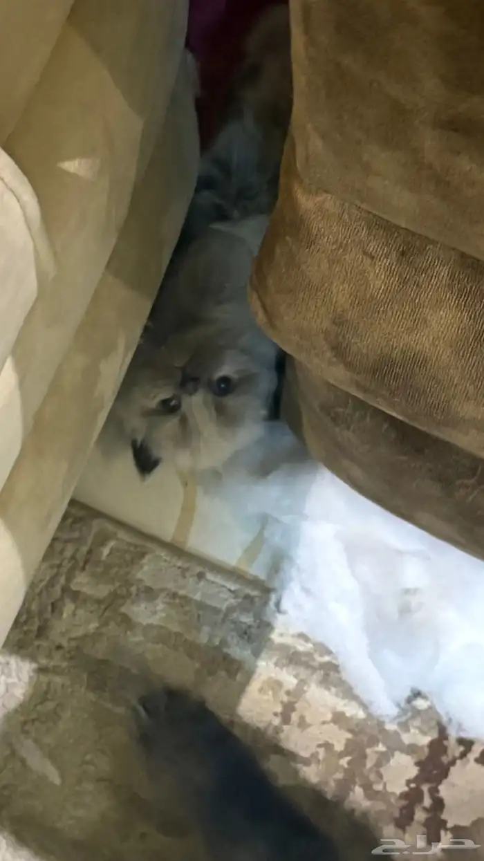 هجين سكوتش وهملايا 8