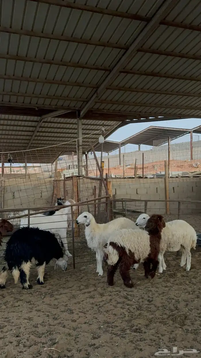 رخال للبيع 5