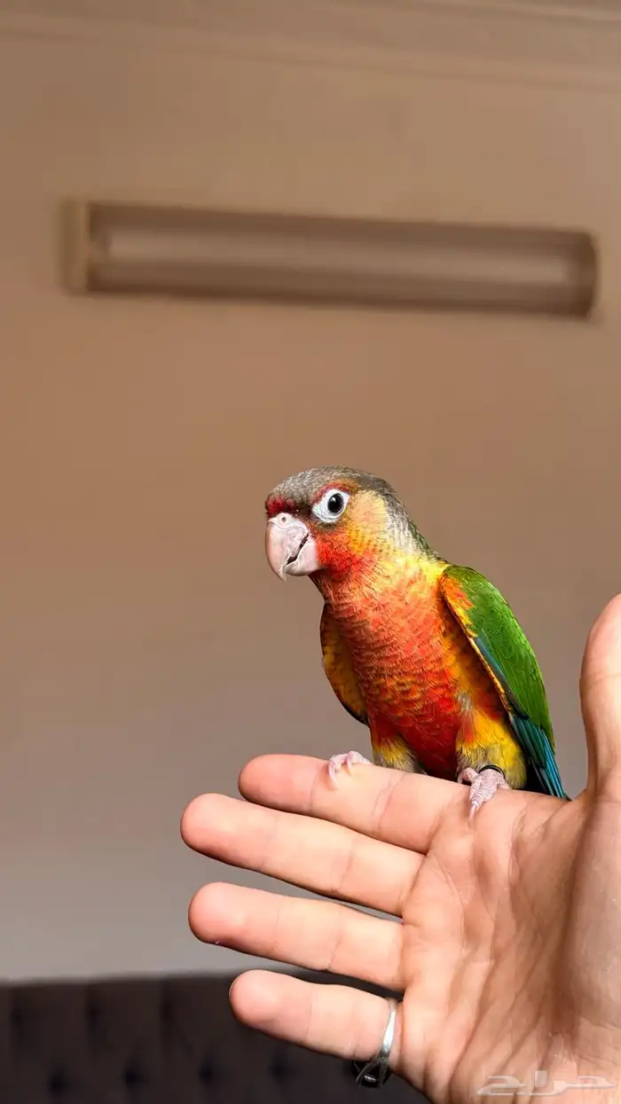 كنيور (تم البيع ) 0