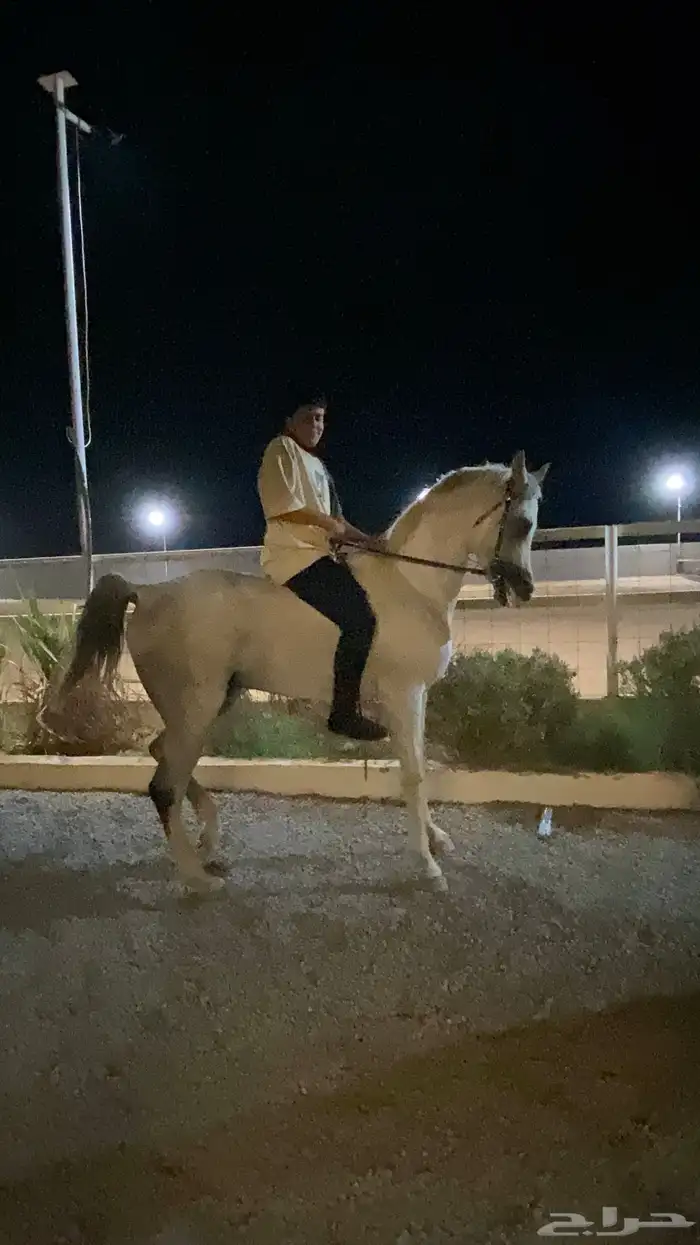تدريب فروسية 2