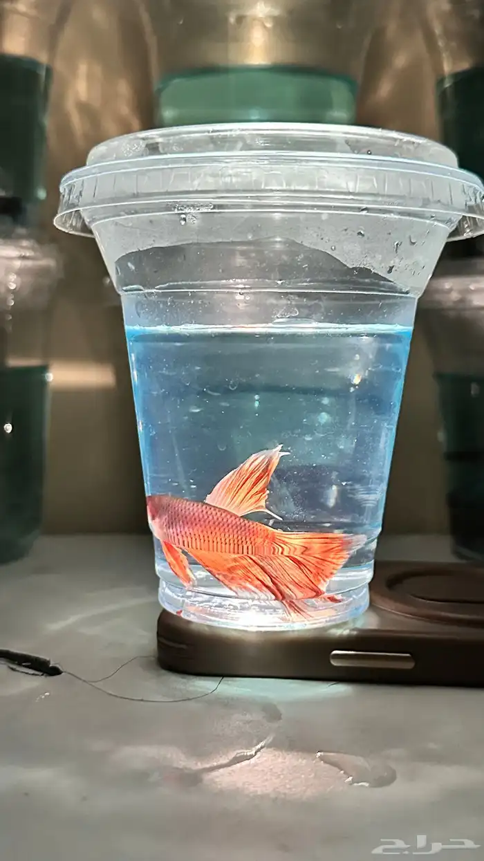 اسماك فايتر 1