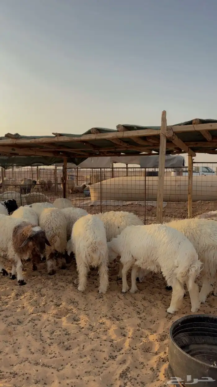 ذبائح للبيع يوجد تمارا وتابي ( بريدة) 4