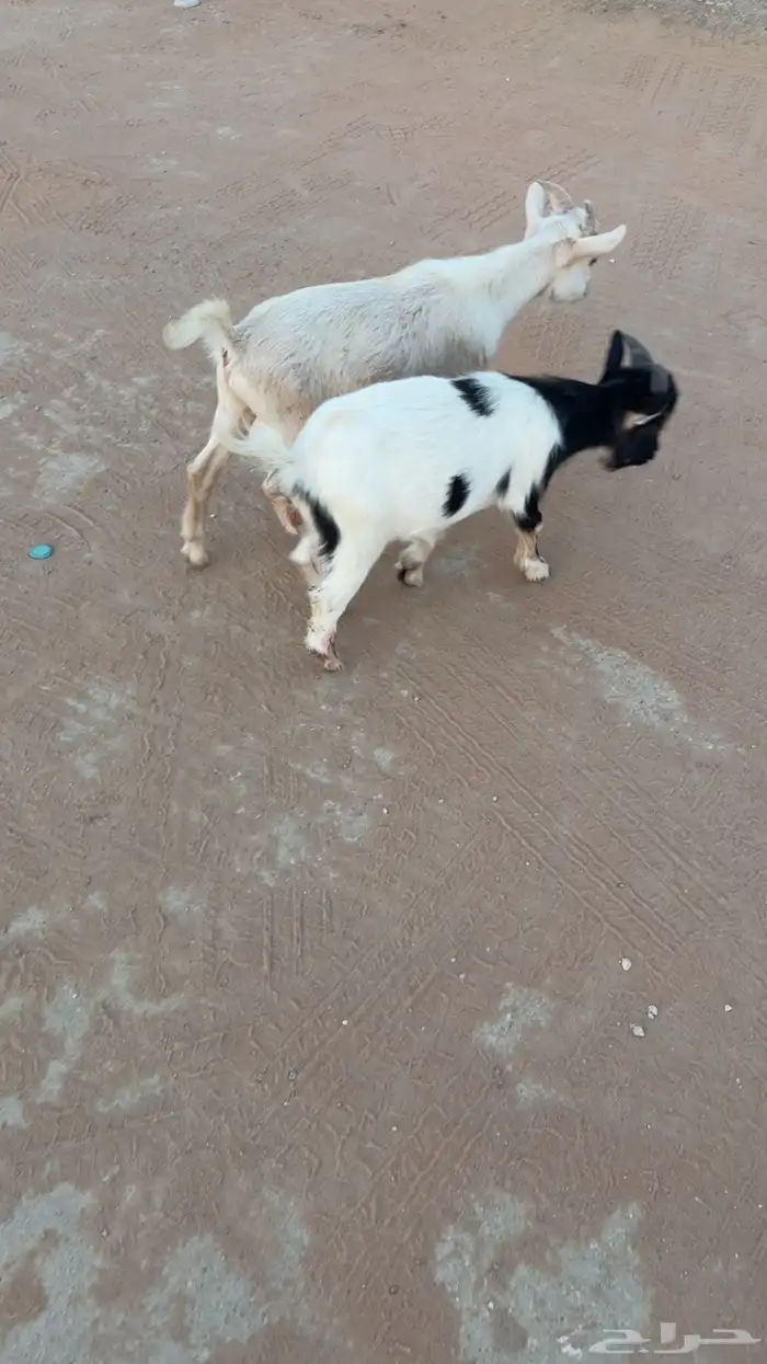تيوس اقزام 2
