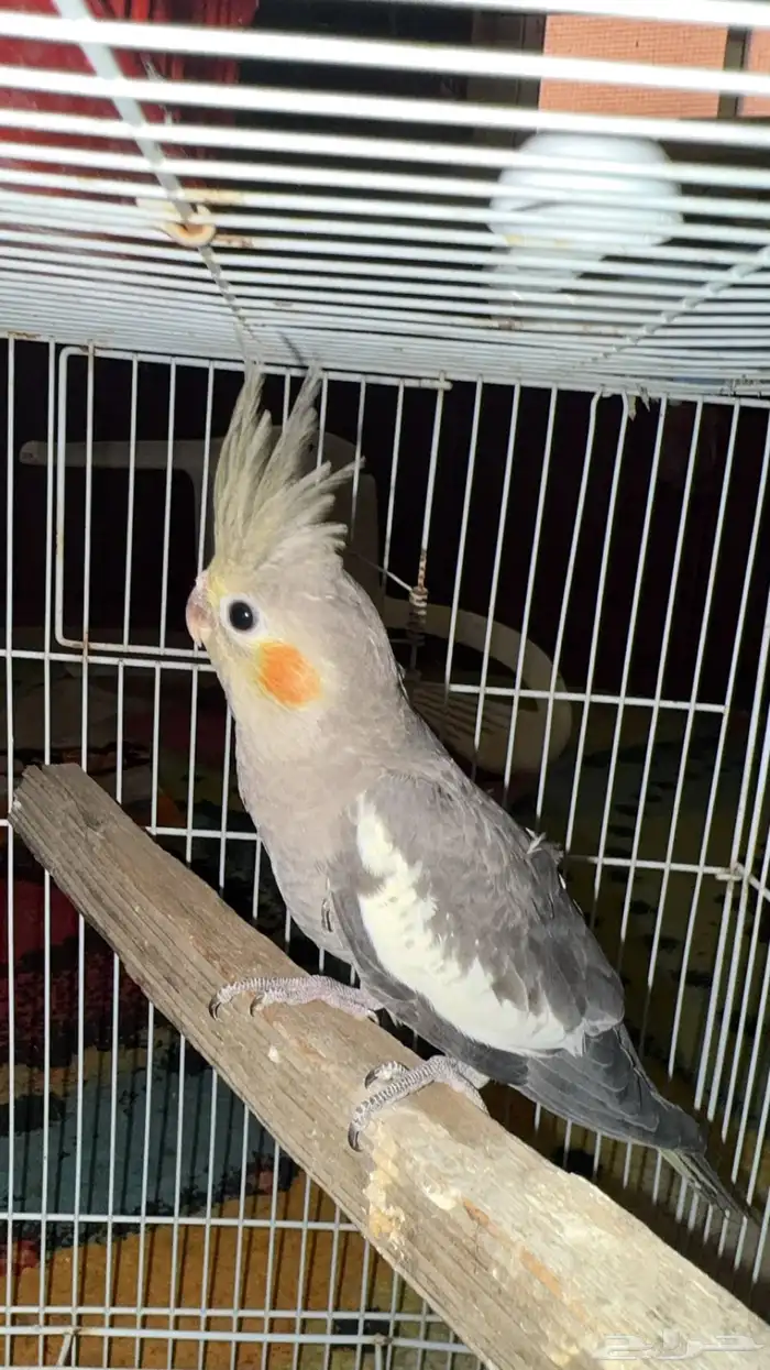 فرخ كراون فرخين روز 2