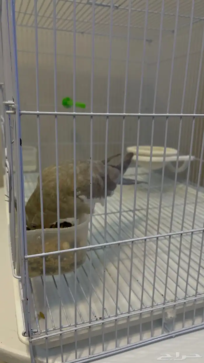 كروان للبيع 1