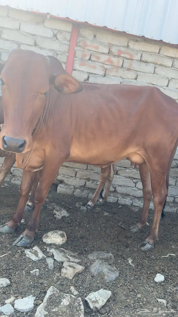 بقر مطافيل مواليد 2