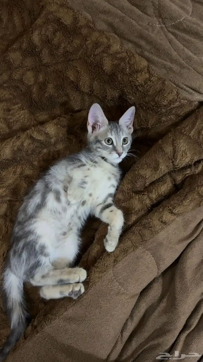 قطوه للبيع على السوم للتواصل واتس اب او مكالمه 0