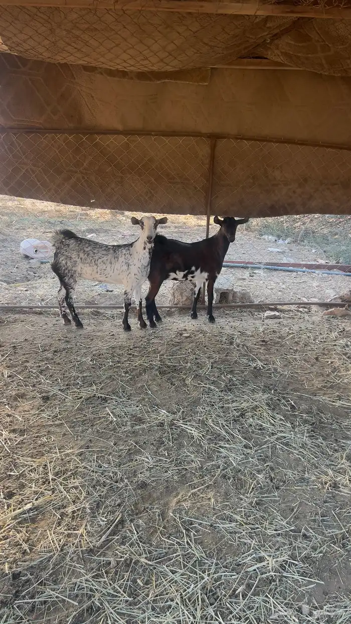 عنيق فل شحم للبيع 2