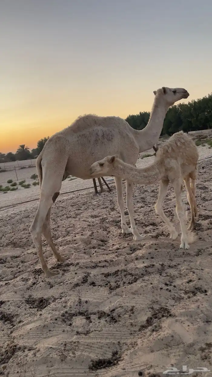 ناقه عشراء بولدها 2