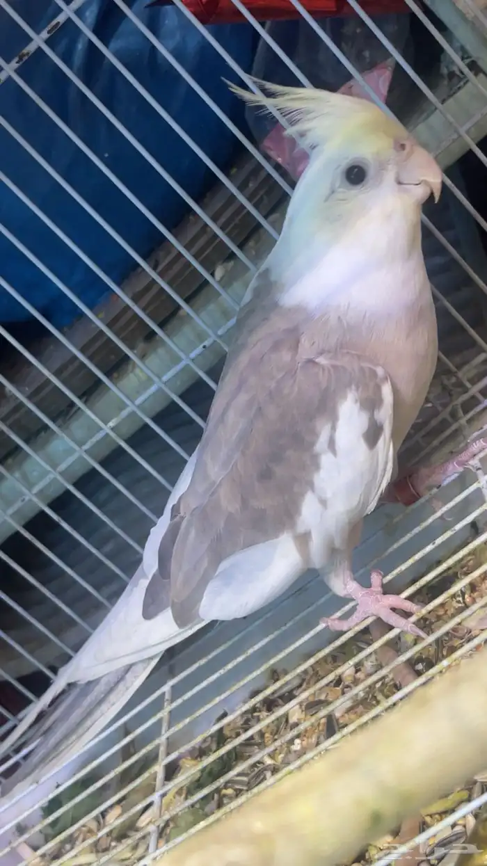 اربع اناثي كروان للبيع 0